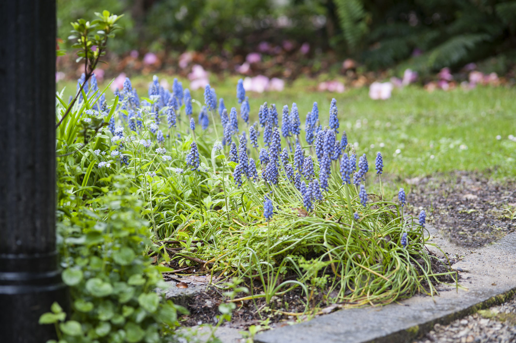Penzion Beechmont Garden Retreat Olinda Exteriér fotografie